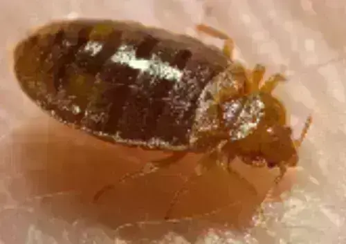 Bed -Bug -Extermination--in-Buckeye-Lake-Ohio-Bed-Bug-Extermination-11579-image