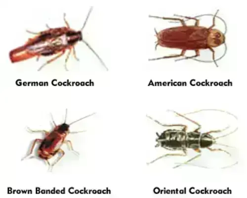 Cockroach-Extermination--in-Oceola-Ohio-Cockroach-Extermination-59593-image