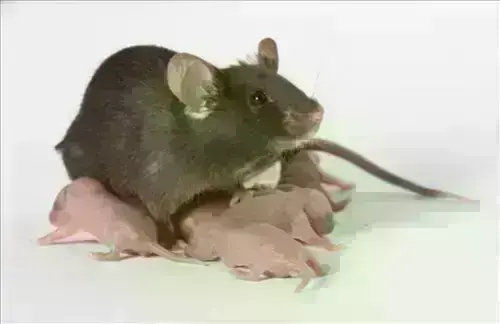 Mice-Extermination--in-Kansas-Ohio-Mice-Extermination-36806-image
