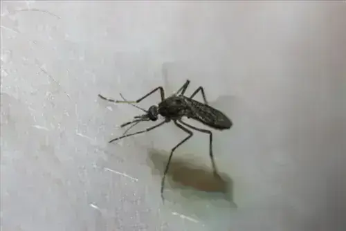 Mosquito -Control--in-Bakersville-Ohio-Mosquito-Control-13222-image