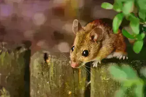 Mouse -Pest -Control--in-Bloomdale-Ohio-Mouse-Pest-Control-52462-image