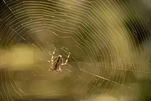 Spider-Removal--in-Oregon-Ohio-Spider-Removal-32522-image
