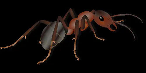Ant-Control--in-Caledonia-Ohio-ant-control-caledonia-ohio.jpg-image