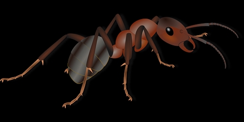 Ant-Control--in-Wayne-Ohio-ant-control-wayne-ohio.jpg-image