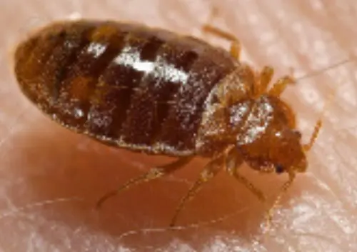 Bed-Bug-Extermination--in-Berkey-Ohio-bed-bug-extermination-berkey-ohio.jpg-image