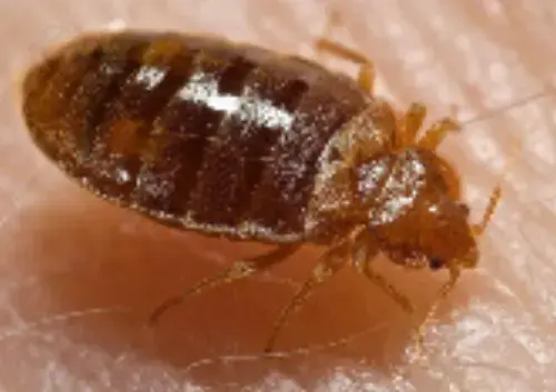 Bed-Bug-Extermination--in-Dublin-Ohio-bed-bug-extermination-dublin-ohio.jpg-image