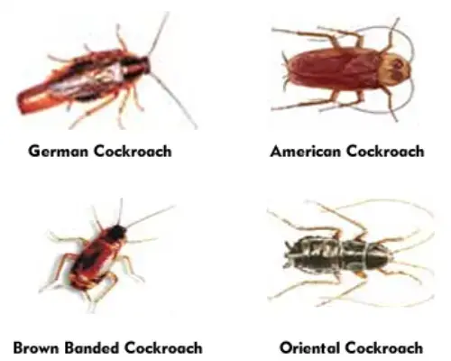 Cockroach-Extermination--in-Harpster-Ohio-cockroach-extermination-harpster-ohio.jpg-image