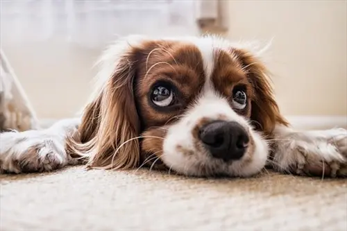 Flea Removal