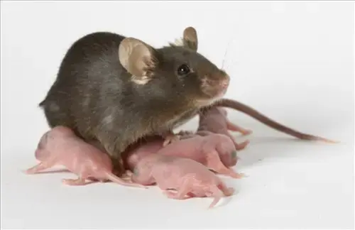 Mice-Extermination--in-Berkey-Ohio-mice-extermination-berkey-ohio.jpg-image