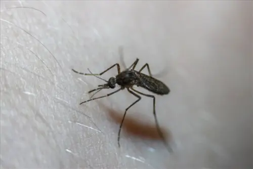 Mosquito-Control--in-Blacklick-Ohio-mosquito-control-blacklick-ohio.jpg-image