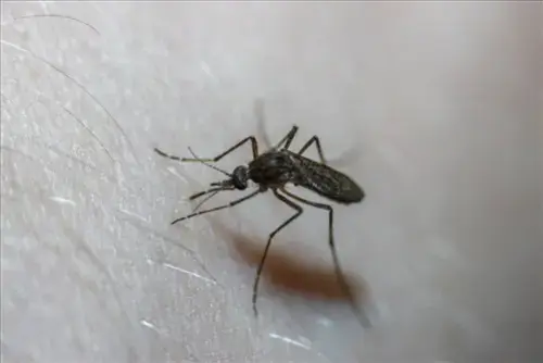Mosquito-Control--in-Burton-Ohio-mosquito-control-burton-ohio.jpg-image