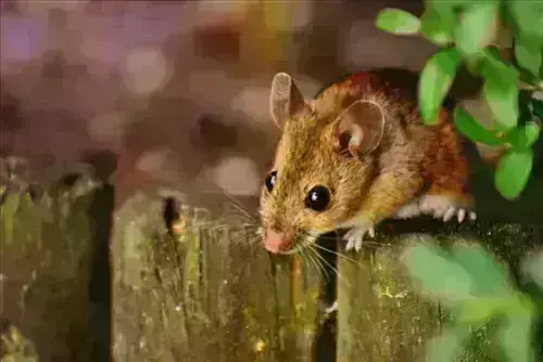 Mouse-Pest-Control--in-Beachwood-Ohio-mouse-pest-control-beachwood-ohio.jpg-image