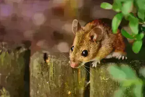Mouse-Pest-Control--in-Cleveland-Ohio-mouse-pest-control-cleveland-ohio.jpg-image
