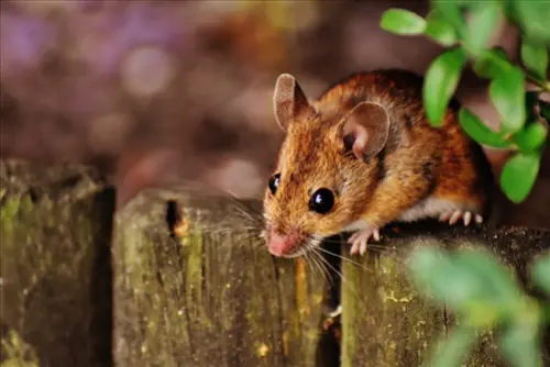 Mouse-Pest-Control--in-Newcomerstown-Ohio-mouse-pest-control-newcomerstown-ohio.jpg-image