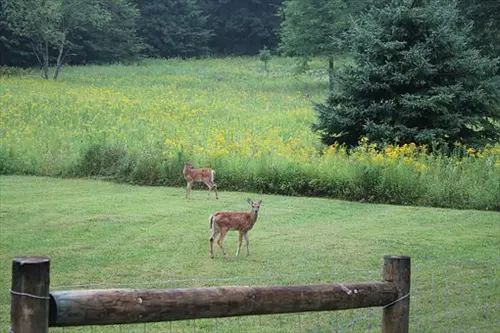 Nuisance -Wildlife -Control--in-Gates-Mills-Ohio-nuisance-wildlife-control-gates-mills-ohio.jpg-image