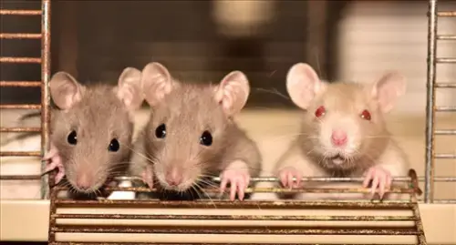 Rat-Control--in-Dublin-Ohio-rat-control-dublin-ohio.jpg-image