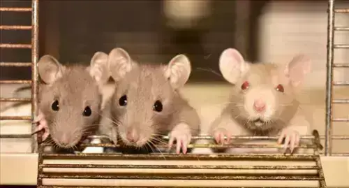 Rat-Control--in-North-Olmsted-Ohio-rat-control-north-olmsted-ohio.jpg-image