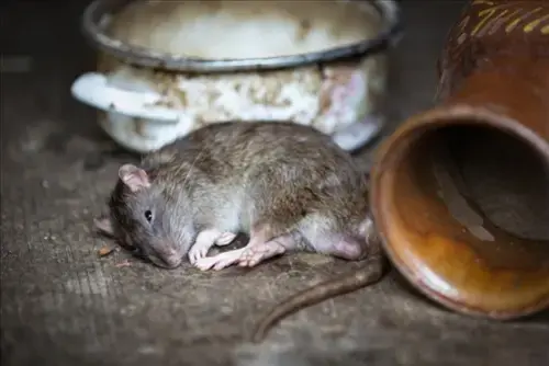 Rat-Extermination--in-Bakersville-Ohio-rat-extermination-bakersville-ohio.jpg-image