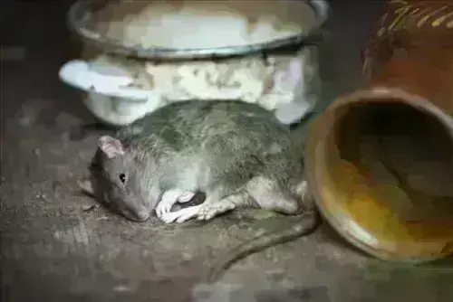 Rat Extermination