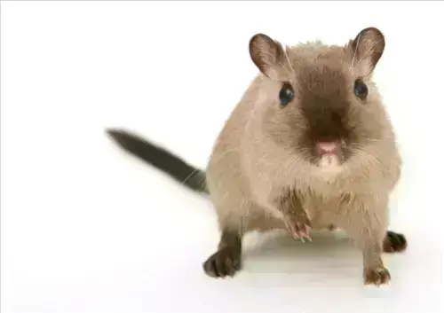 Rodent-Control--in-Grand-River-Ohio-rodent-control-grand-river-ohio.jpg-image