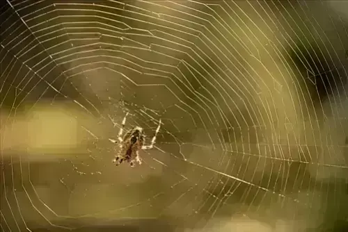 Spider -Removal--in-Bay-Village-Ohio-spider-removal-bay-village-ohio.jpg-image