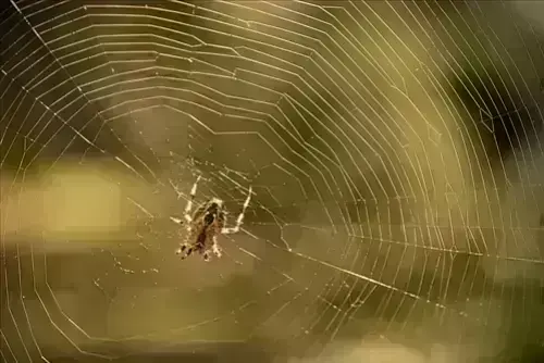 Spider-Removal--in-Brookpark-Ohio-spider-removal-brookpark-ohio.jpg-image