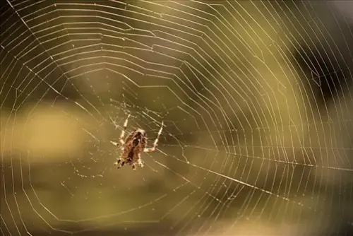 Spider-Removal--in-Cygnet-Ohio-spider-removal-cygnet-ohio.jpg-image