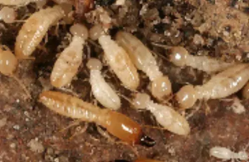 Termite-Treatment--in-Baltic-Ohio-termite-treatment-baltic-ohio.jpg-image