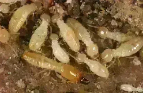 Termite -Treatment--in-Bay-Village-Ohio-termite-treatment-bay-village-ohio.jpg-image
