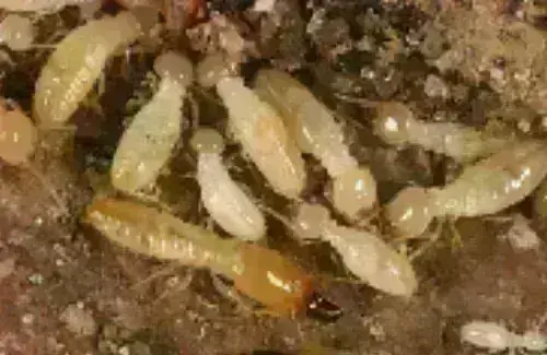 Termite -Treatment--in-Bedford-Ohio-termite-treatment-bedford-ohio.jpg-image