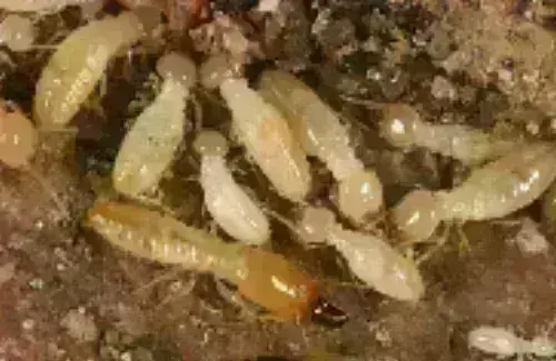 Termite -Treatment--in-Berea-Ohio-termite-treatment-berea-ohio.jpg-image