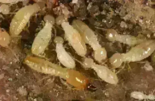 Termite -Treatment--in-Brookpark-Ohio-termite-treatment-brookpark-ohio.jpg-image