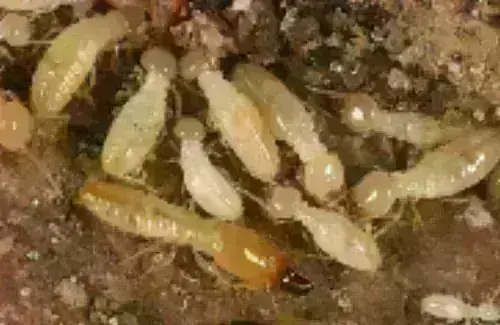 Termite -Treatment--in-Cleveland-Ohio-termite-treatment-cleveland-ohio.jpg-image