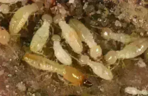 Termite -Treatment--in-Mentor-Ohio-termite-treatment-mentor-ohio.jpg-image
