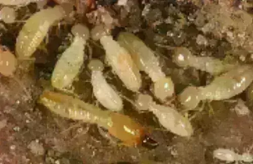 Termite-Treatment--in-Willoughby-Ohio-termite-treatment-willoughby-ohio.jpg-image